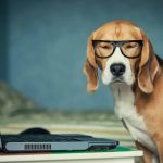dog in glasses sitting in front of a computer