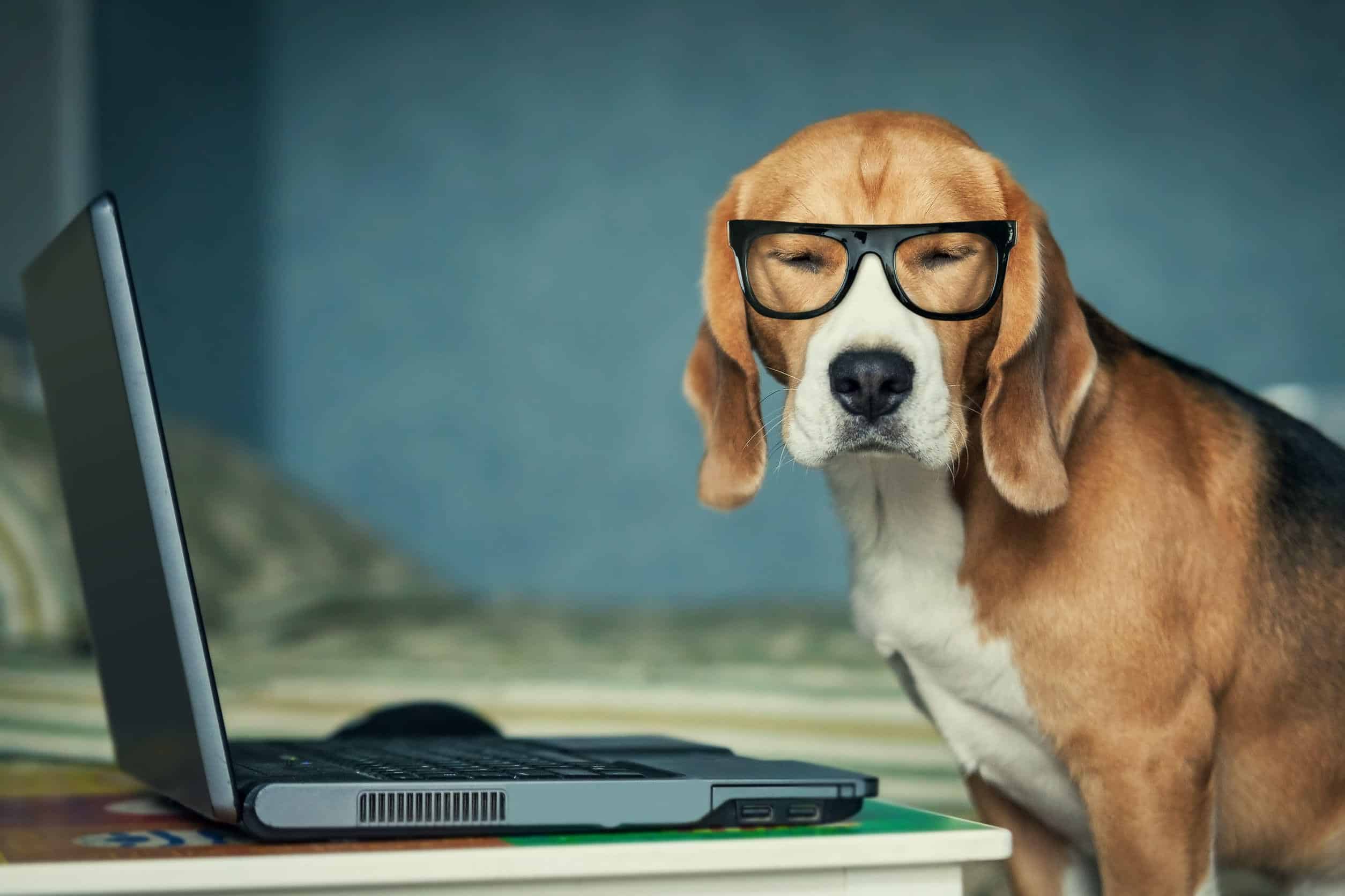 dog in glasses sitting in front of a computer